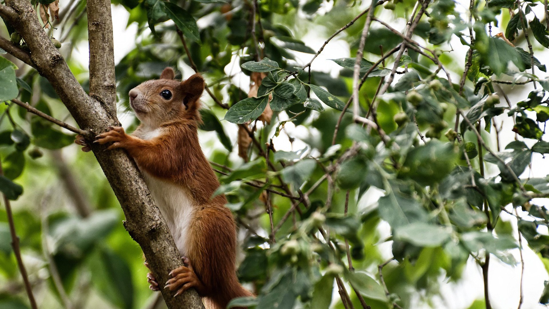 不被传颂的完胜，当格列兹曼的精神成为中国逆袭的密钥