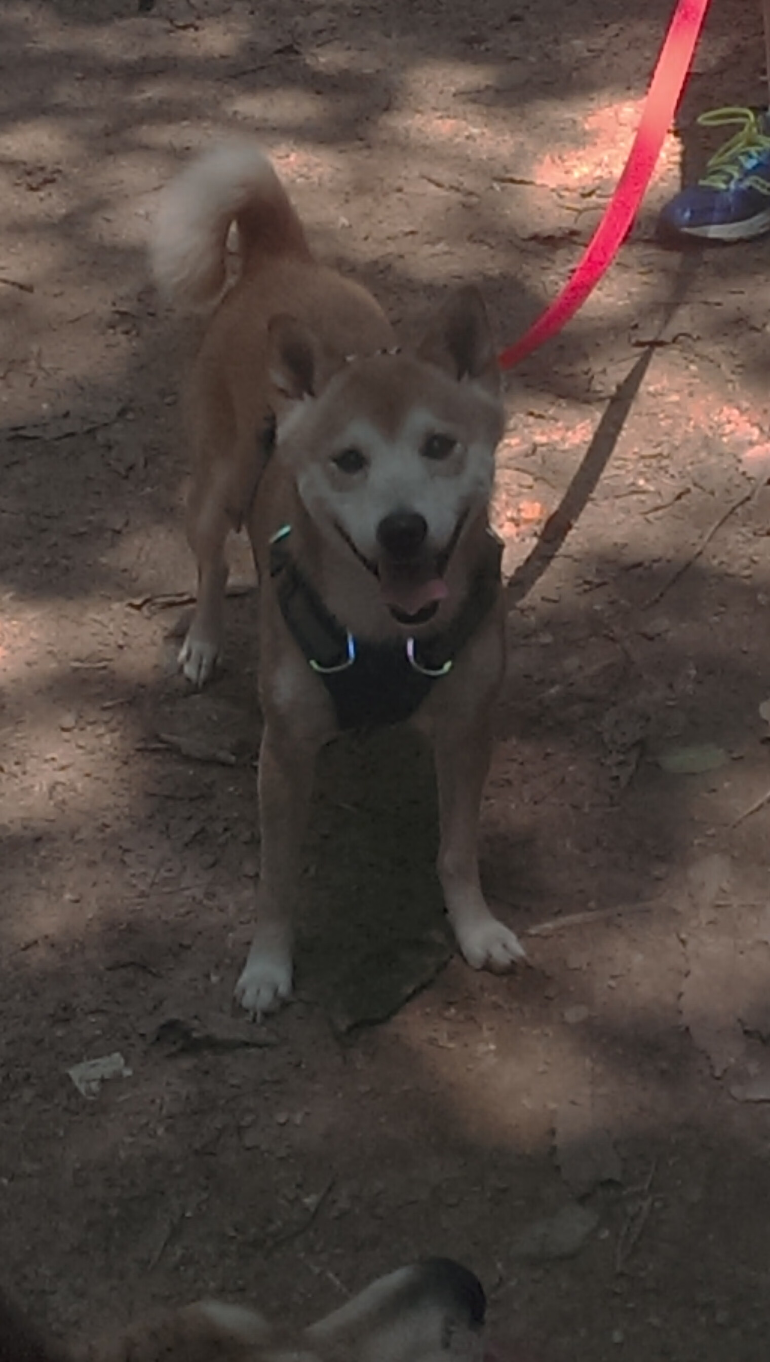 草地的余温，硬地的烈焰，西西帕斯跨越少年到王者的距离