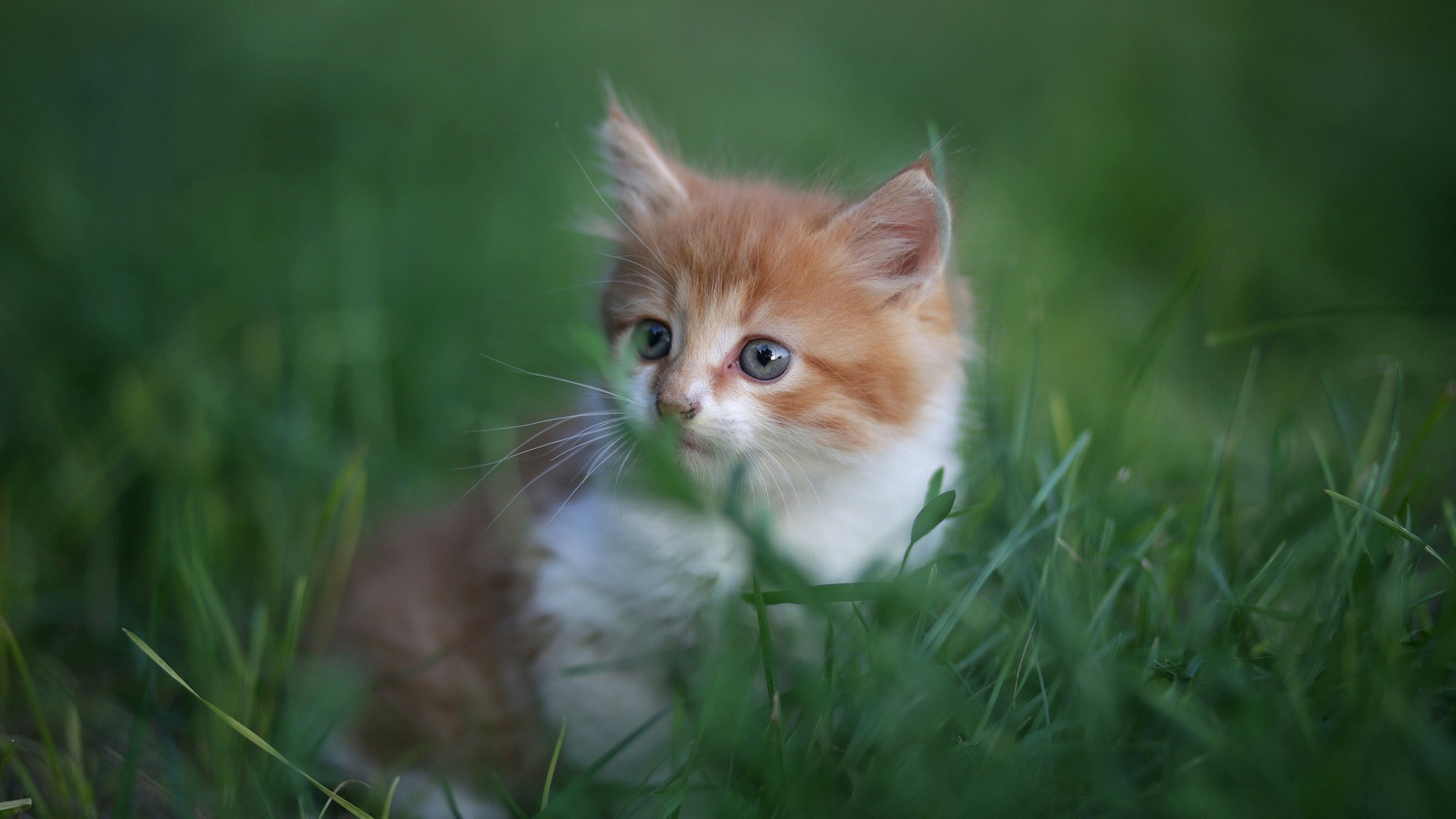 新罗马帝国的苏亚雷斯军团，一场史诗级晋级的战术解码