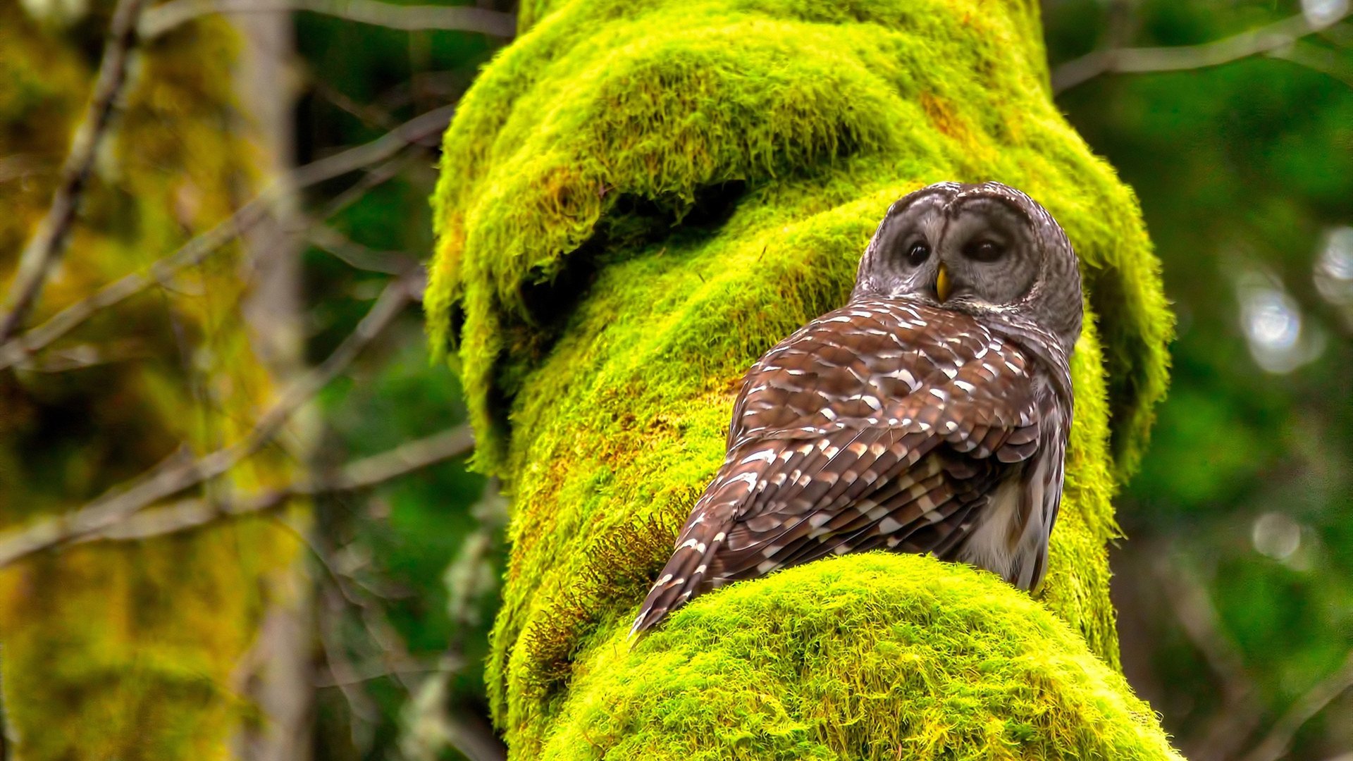 戈壁风暴中，孤胆英雄的血性与荣光