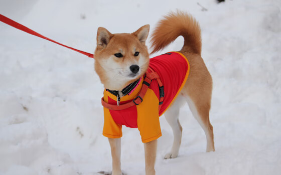 中场折叠,当萨拉赫在NBA总决赛接管洪都拉斯关键战