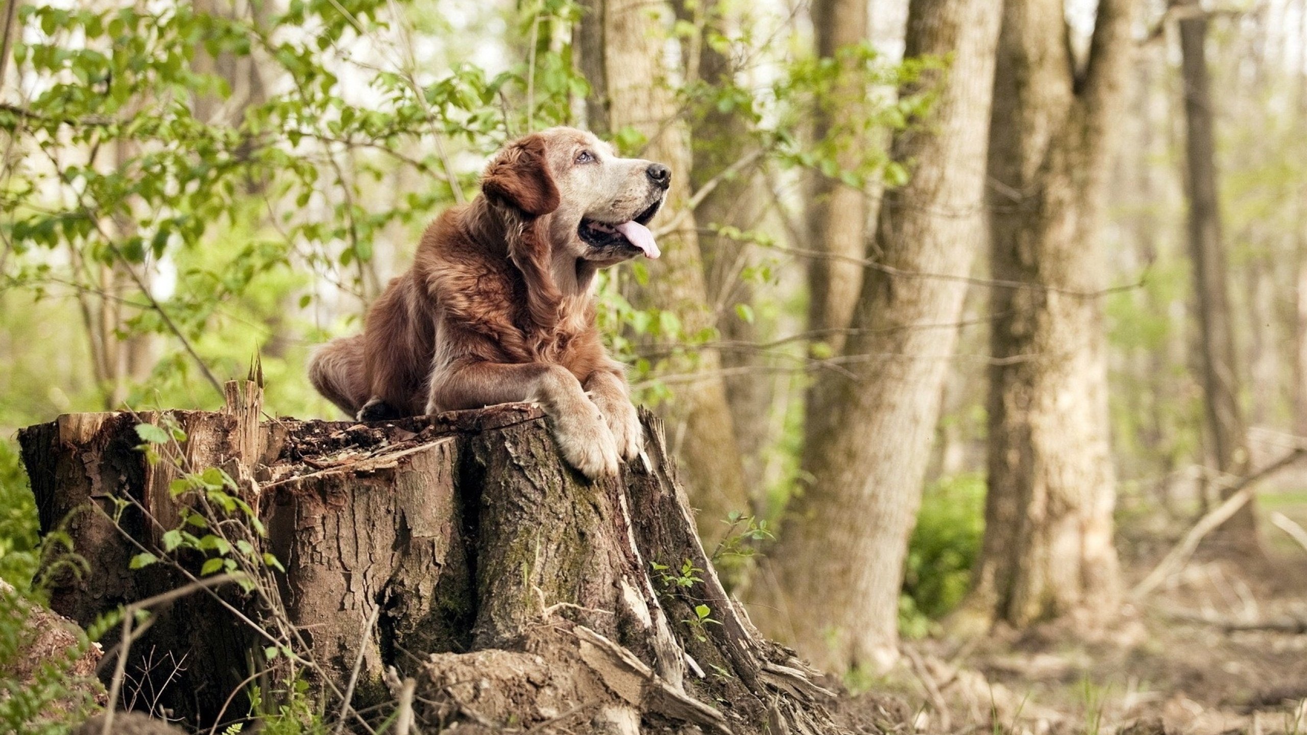 翡翠囚笼,新西兰用战术链条锁住哥伦比亚,奥纳纳的钢琴师左手