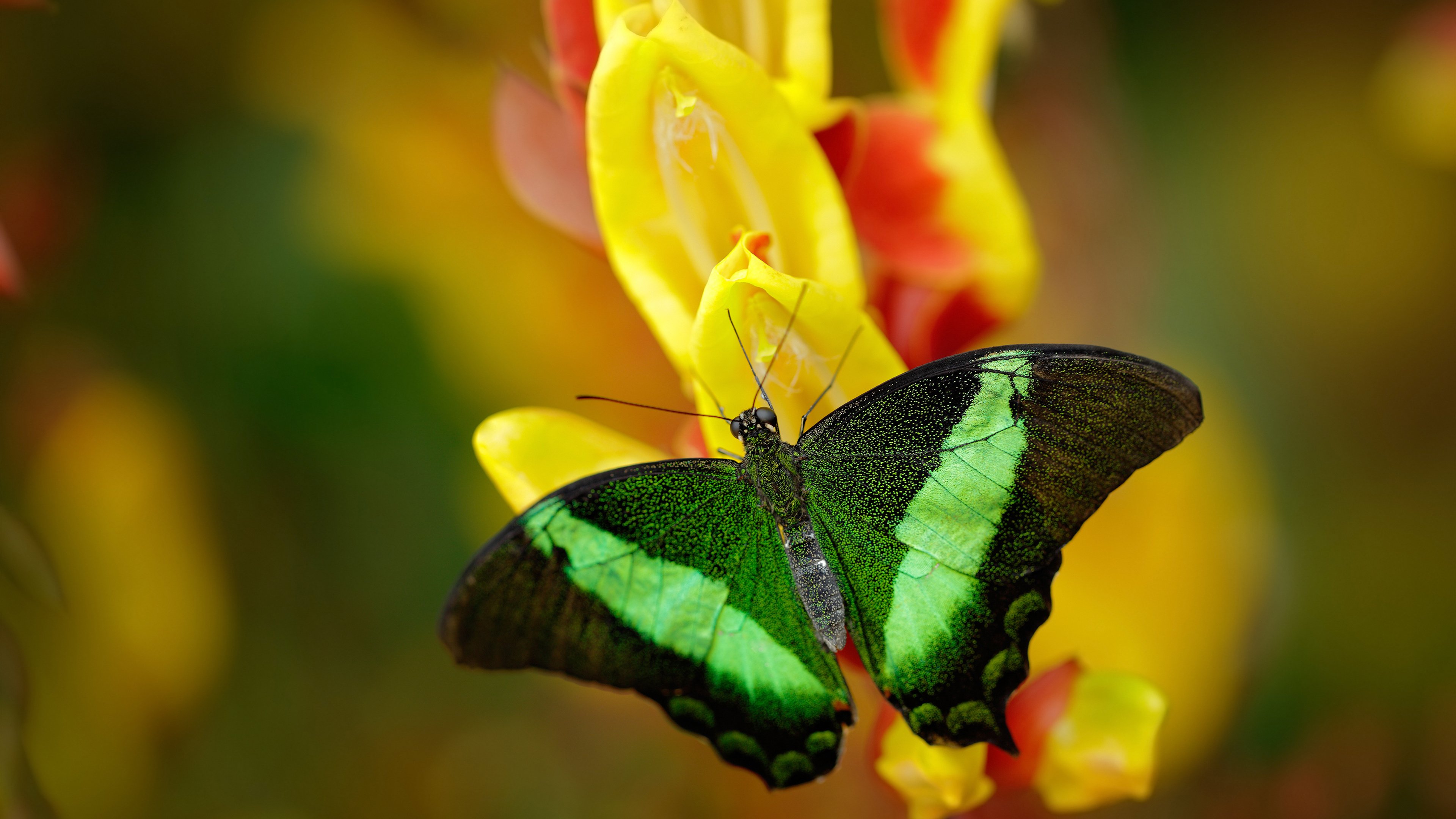 国王带走太阳,当爱德华兹让白昼崩塌