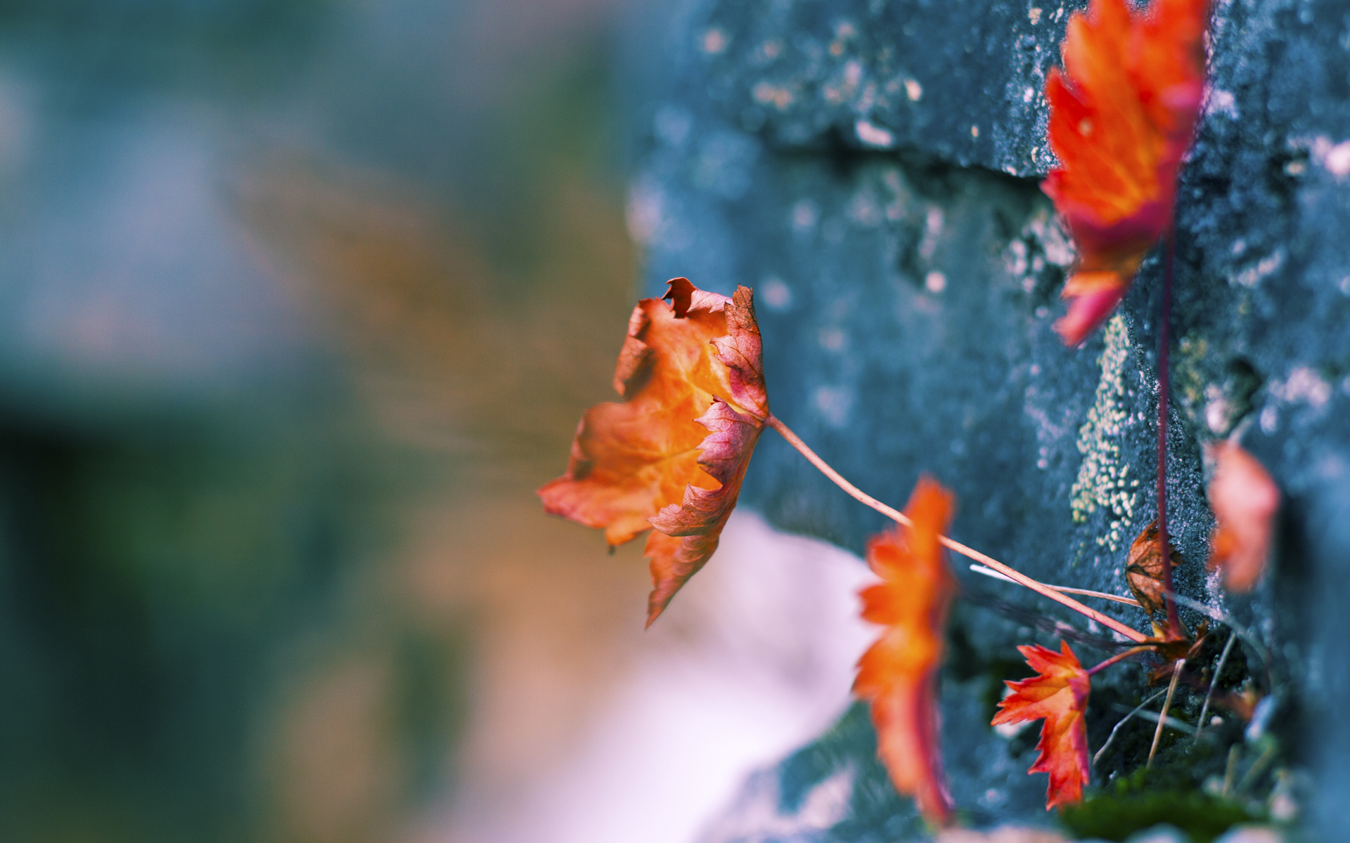 加纳稳如磐石,加克波一锤定音—战术解析非洲黑星如何掌控全局