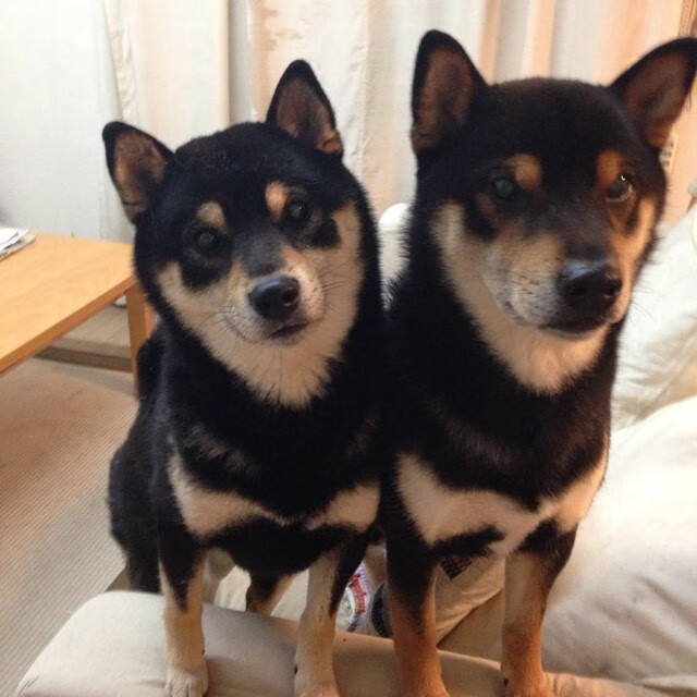 版本答案的唯一性,当数据篮球遇见生死时刻的直觉