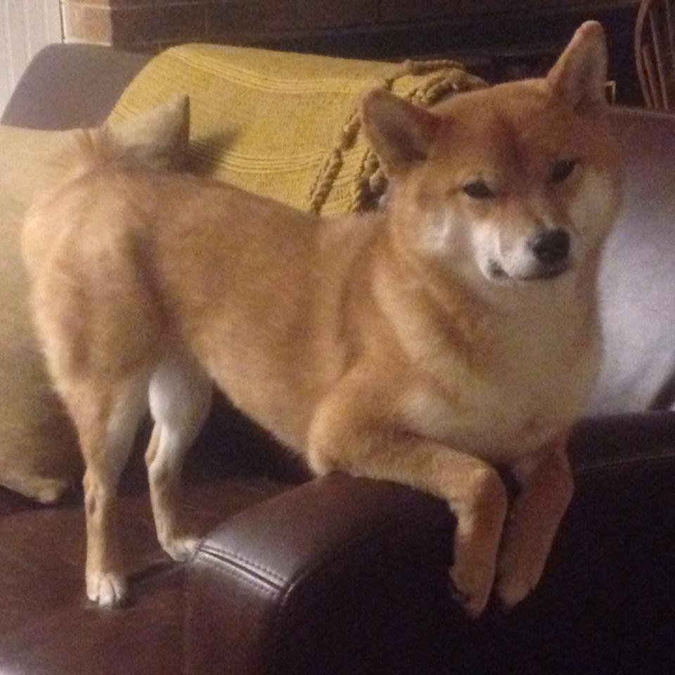 黄与蓝的对话,加克波冠军级表现照亮比利亚雷亚尔与美国的战术棋盘