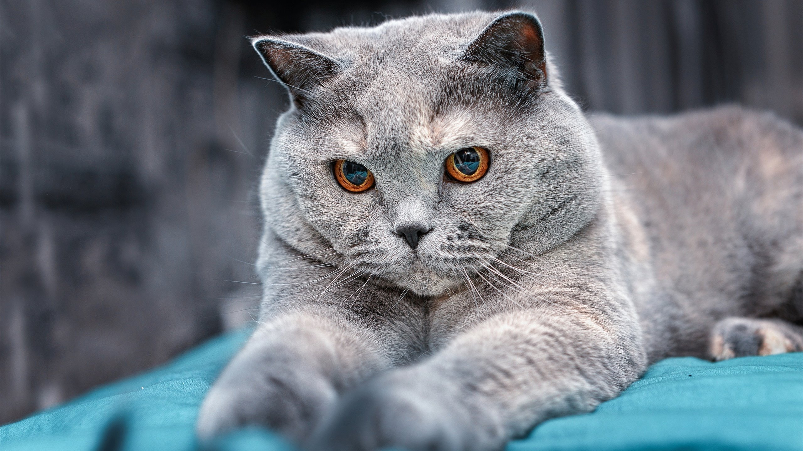 明尼苏达绞肉机，当狼群缠斗篮网，米切尔在绞杀战中加冕关键先生