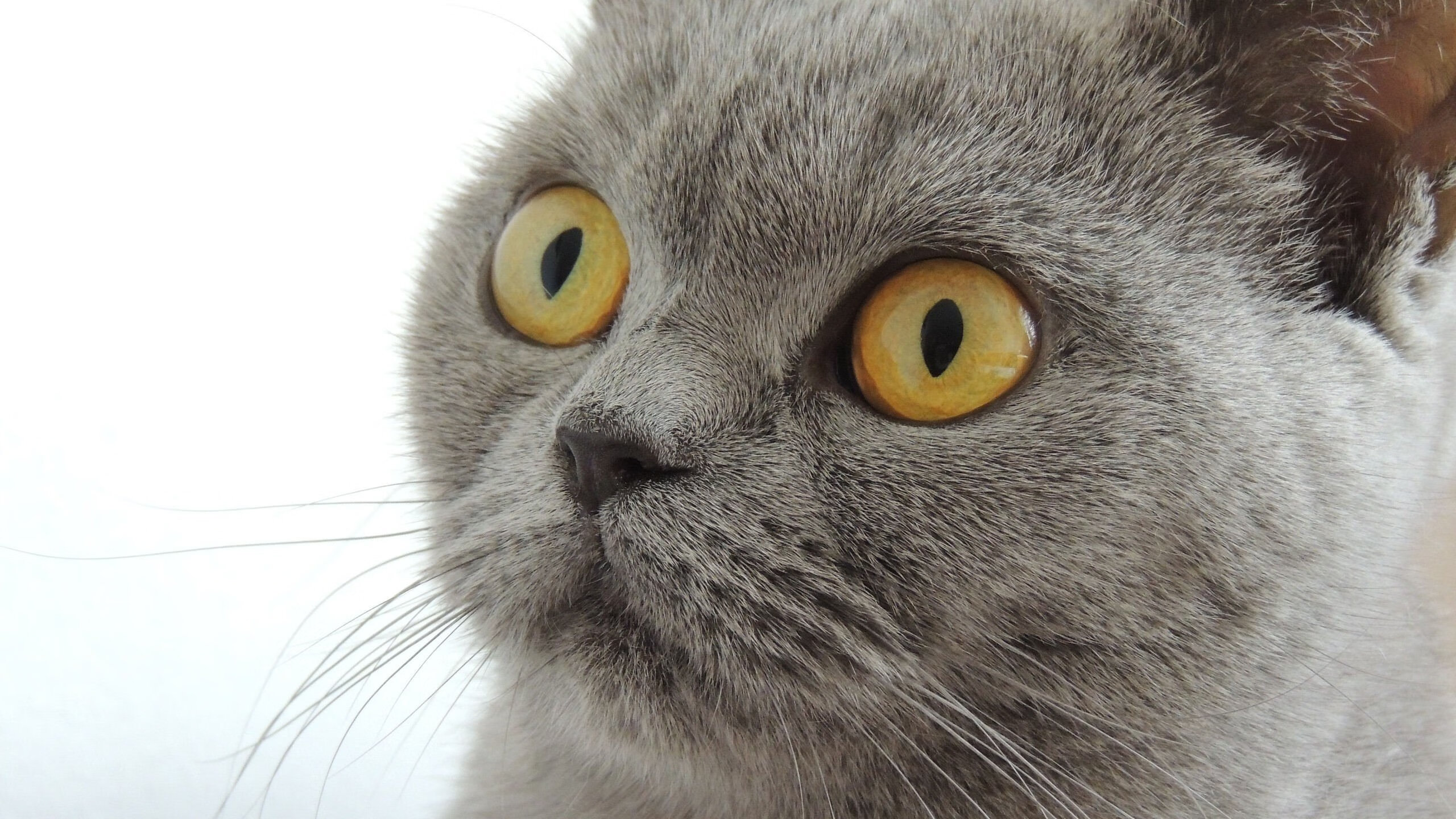 塔图姆绝境单骑救主，森林狼破冰丹佛高原撕裂卫冕冠军光环