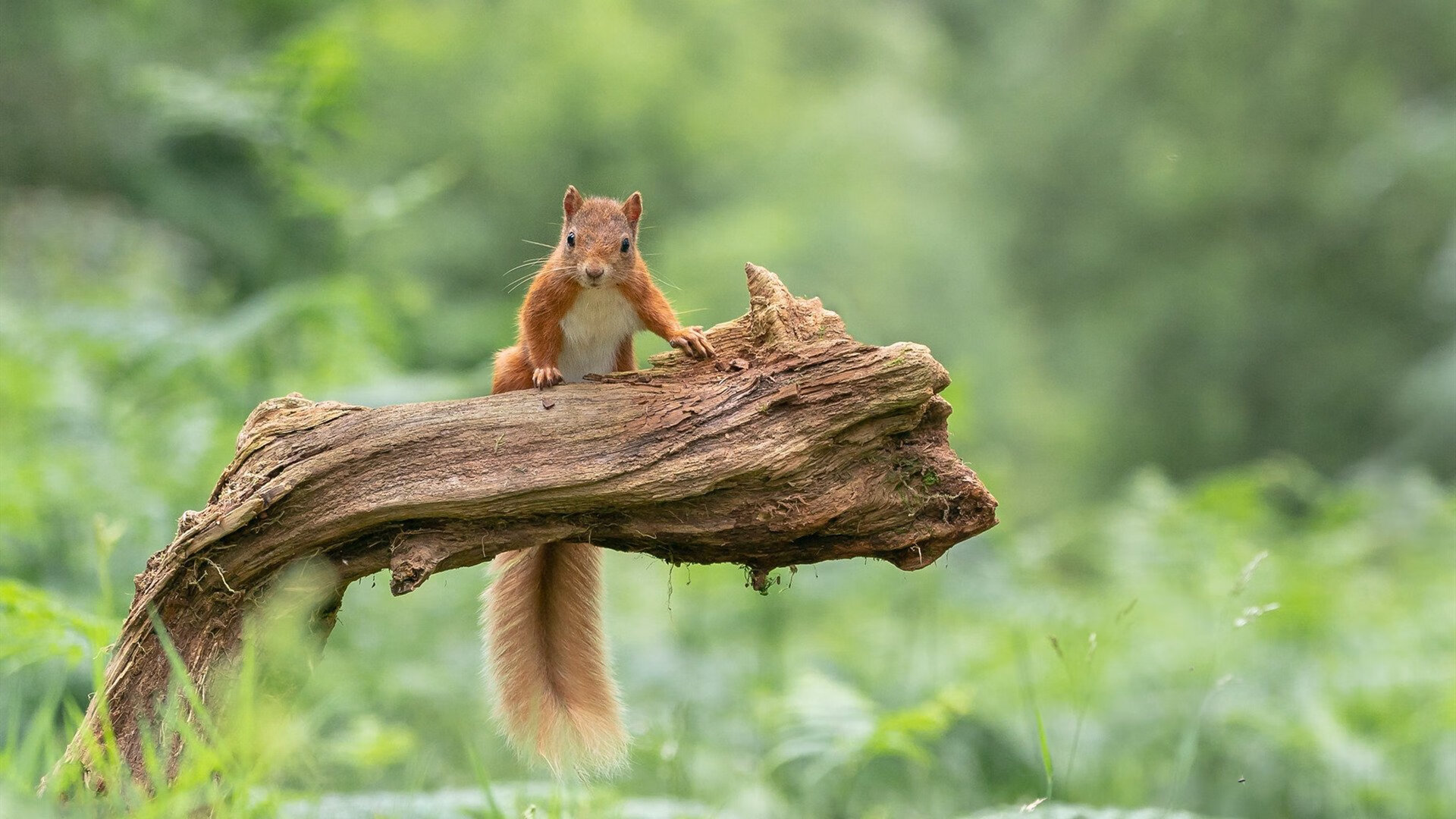 镜面体育场，当深圳男篮在孟菲斯主场击溃灰熊