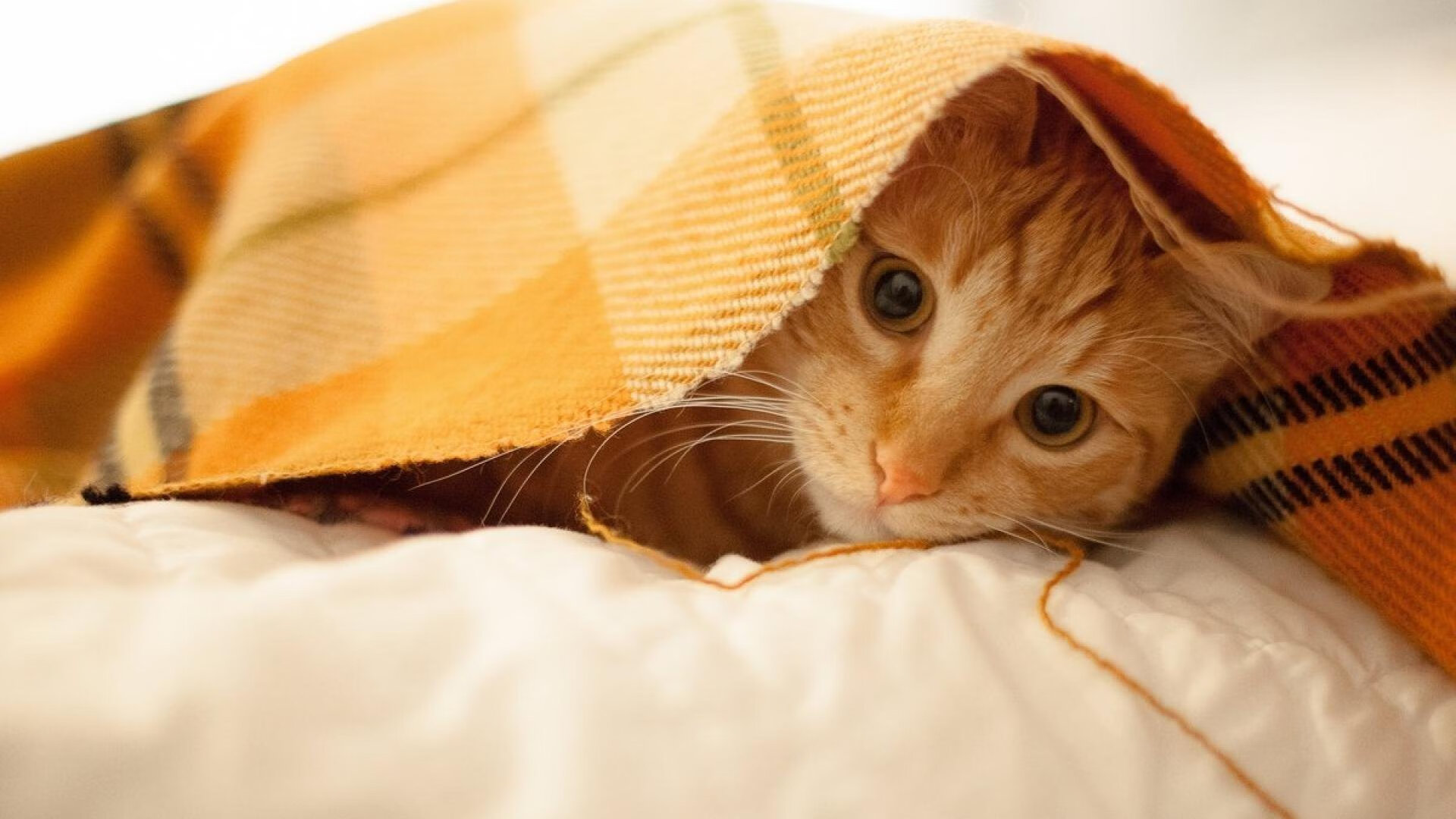 铁卫封喉！巴斯托尼决胜时刻摧毁尤文 一场典型的意大利式胜利