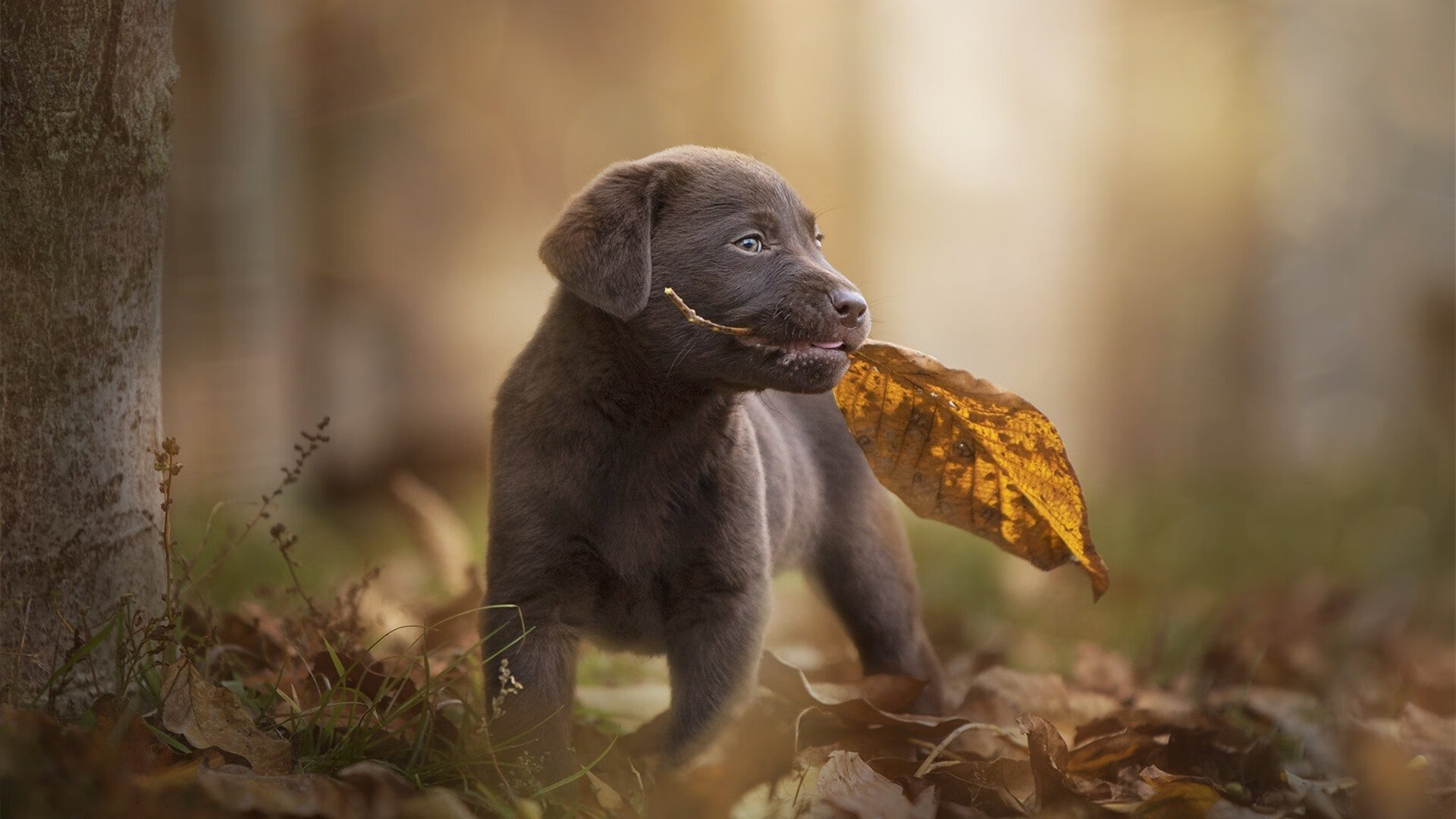不沉战舰罗德里与沉没的曼城，巴黎如何在生死战中破解冠军密码？